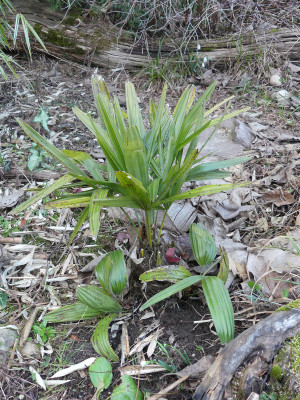 2021-03-12 Rhapidophyllum hystrix.jpg