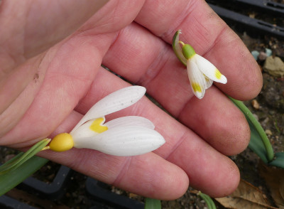 2021-03-12 Galanthus 'Treasure Island' - 'Midas'.jpg