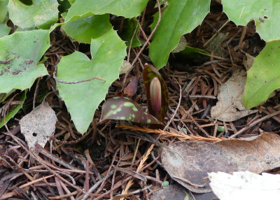 2021-03-12 Erythronium dens-canis 'Snowflake'.jpg