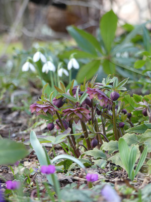 2021-03-12 Helleborus torquatus 'Schneeeule' 2.jpg