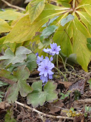 2021-03-12 Hepatica 'De Buis'.jpg