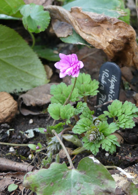 2021-03-12 Hepatica 'Rubra Plena'.jpg