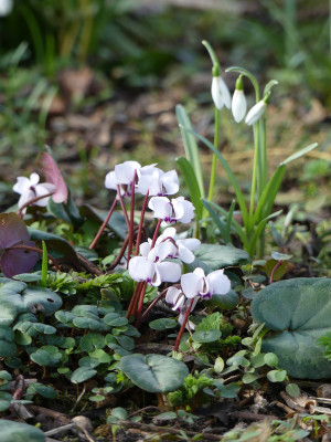 2021-03-12 Gartenimpressionen 1.jpg
