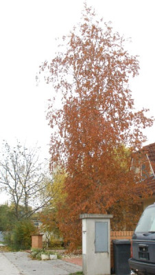 betula_pendula_purpurea_herbstfaerbung_2007-10-30.jpg