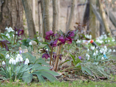 2021-03-12 Gartenimpressionen 2.jpg