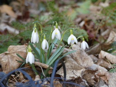 2021-03-12 Gartenimpressionen 3.jpg