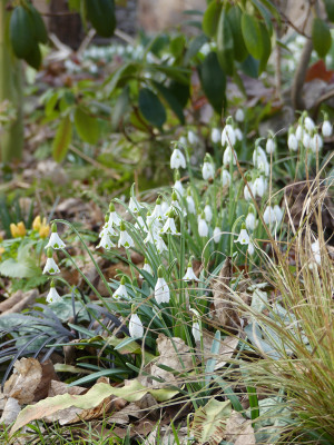 2021-03-12 Gartenimpressionen 4.jpg