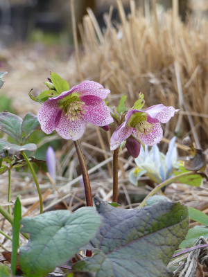 2021-03-12 Gartenimpressionen 6.jpg