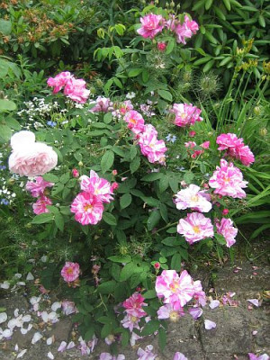 Rosa_mundi_versicolor_5457_r13.jpg