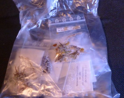 stratifizeren sphagnum.JPG