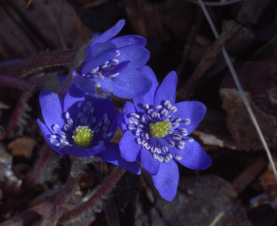 DSC_4278-Hepatica-transsilvatica_01.JPG