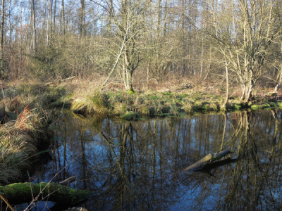 Teich_mit_Ablauf.jpg