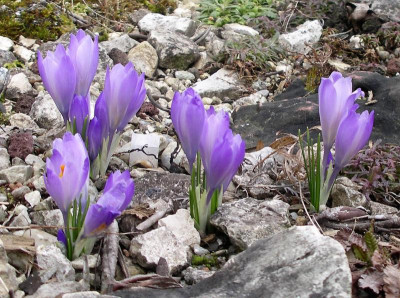 Crocus veluchensis 13.03.21.JPG