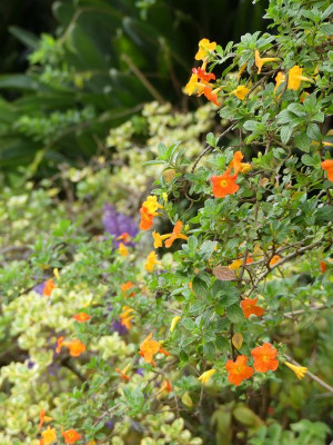 2020-09-22 Palheiro Gardens P1180834.JPG