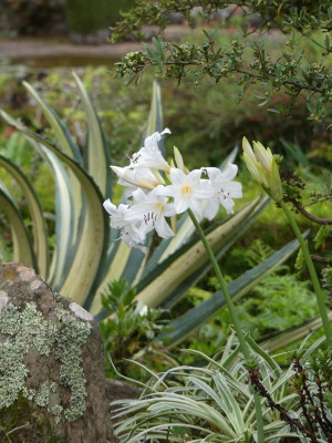 2020-09-22 Palheiro Gardens P1180837.JPG