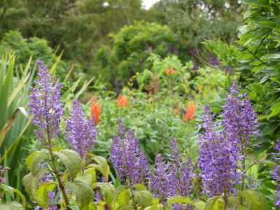 2020-09-22 Palheiro Gardens P1180950.JPG