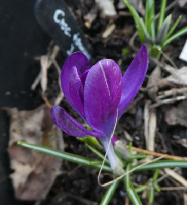 Crocus tom JG6 210310 k.jpg