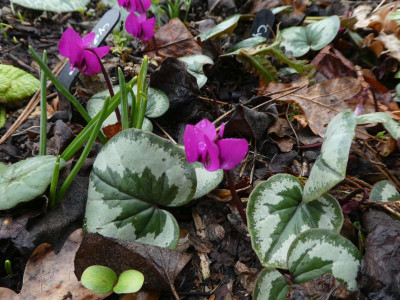 Cyclamen coum vom Lord 210313.jpg
