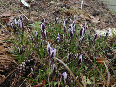 Crocus minimus 'Spring Beauty' 130313 k.jpg