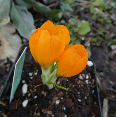 Crocus cvijicii 210313 k.jpg