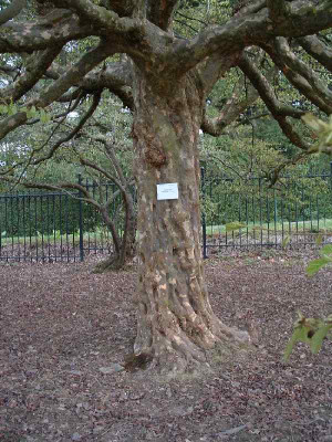 parrotia-Stamm.JPG