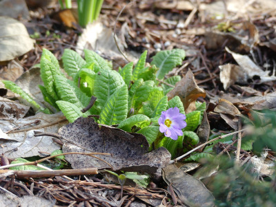 2021-03-12 Primula vulgaris ssp. sibthorpii.jpg