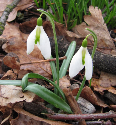 IMG_2747_Galanthus_Curly_13Maerz2021_.JPG