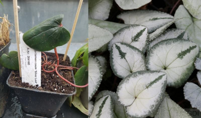 Cyclamen-coum_silver-leaf_kl.jpg
