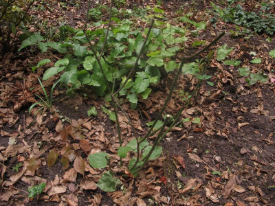 epimedium.JPG