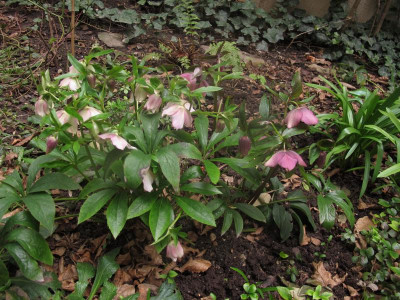 helleborus.JPG