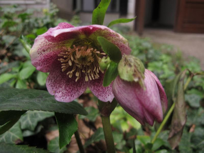 hellesaemling.JPG