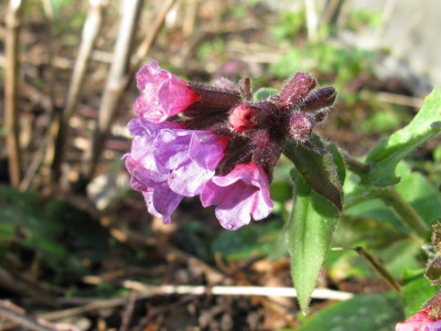 P rubra x saccharata 03.JPG