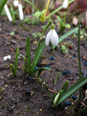 2021-03-13 Snow White's Gnome .jpg