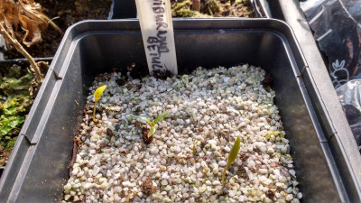 Viburnum betulifolium Germination March 2021.jpg
