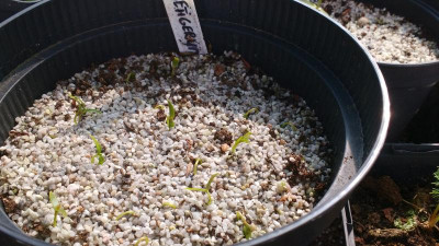 Viburnum setigerum Germination March 2021.jpg