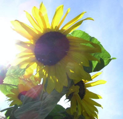 Maroni_Sonnenbllume_18Sep04.jpg
