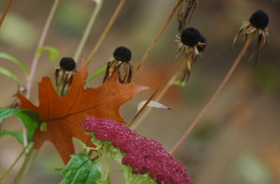 Blatt_im_November_1_01-11-2007.jpg