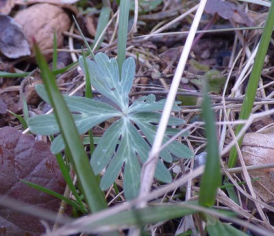 Eriantis pinnatifida.jpg