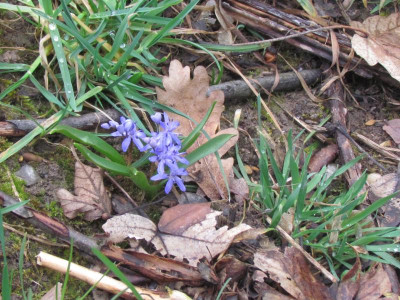2Scilla einfach2.JPG