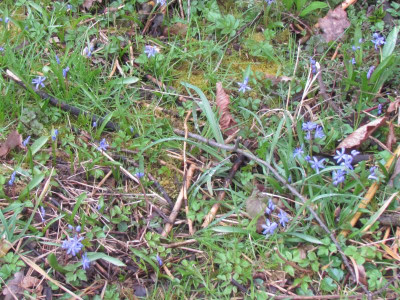 4Scilla einfach4.JPG