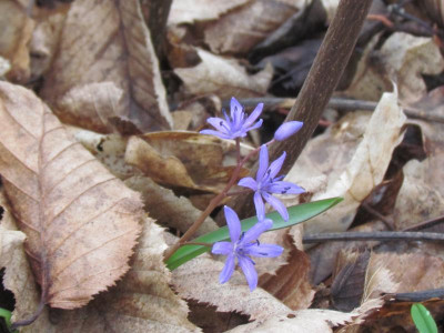 5Scilla einfach 5.JPG