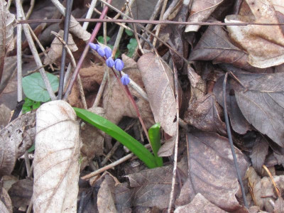 8Scilla Knospe.JPG