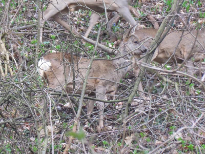 13Rehe.JPG