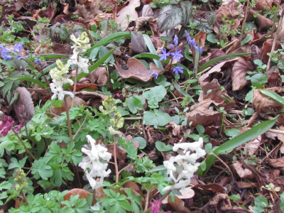 14Corydalis und Scilla.JPG