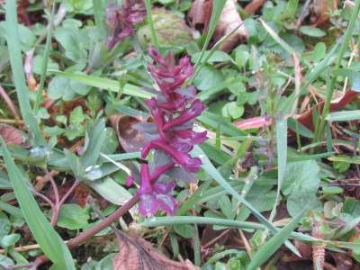 15Corydalis cava.JPG
