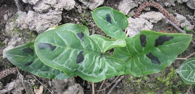 A._italicum_pictum_gefleckt_2.jpg
