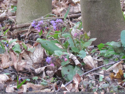 20Pulmonaria.JPG