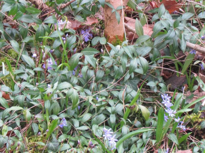 22Vinca und Scilla.JPG