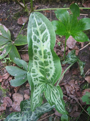 Arum_italicum_Pictum_ohne_4338_r11.jpg