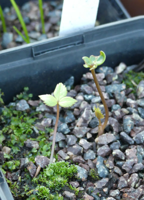 2021-03-14 Helleborus thibetanus.jpg